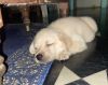 Labrador male puppy for sale