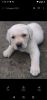 Lab puppy 50 days age for sell