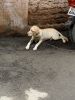 4 month's labrador for sale