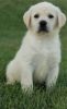 Labrador retriever puppies for sale