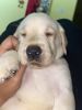 want to sell my labrador puppy