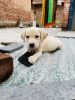 45 days Female Labrador retriever puppy for sale