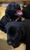 AKC Labrador Retriever Puppies