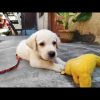 Cute labrador puppy (golden male)