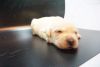 Labrador Retriever puppies AKC registered Health guaranteed