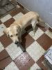Labrador 5 month male puppy for sale
