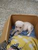 Labrador Retriever purebred 32 days old for sale