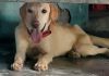 I wanna sell my labrador dog.. Only 4 month old