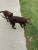 Chocolate Labs For Sale