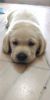 Labrador Retriever Puppy 40+ days old available for sell