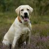 Labrador dog female 2and a half years old