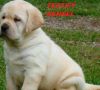 Top Line Labrador Pups For Sale in Tk Kennel