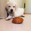 Labrador Puppy -7 weeks