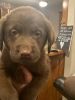 Silver and Chocolate Lab puppies