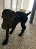 Lily- Lab/Airedale mix. 4-5 months old