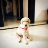 14 weeks old Labrador up for Sale(Vaccinated)