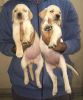 Lab Puppies For Sale In Bengaluru