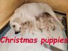 AKC Purebred Labrador Retriever Puppies will be ready Christmas