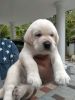 KCI Certified Labrador puppy available for sale