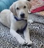 Labrador Puppy 4 months old for Sale in Chennai