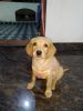 50 days old lab for sale
