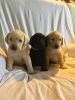 3 purebred Labradors to loving homes