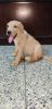 Golden fawn colour Labrador puppy for sale