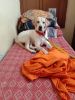 Yuva the name of 6 month labrador puppy completely vaccinated