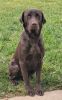 9 months old Chocolate Labrador for loving home