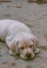 Buddy | White male Labrador