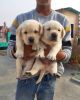 we have 2 male puppies available with heavy bones. import line dog bab