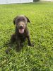 Chocolate Labrador puppy for sale