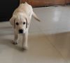 2 months old male lab pup for sale