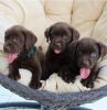 Cute Labrador Puppies