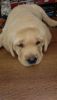 40 days old Labrador puppy for Sale