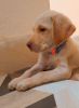 2 months highly Trainable Labrador puppy