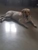 Male lab fawn colour 1yr 9 months old
