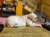 Pet for Sale of Breed Labrador Retriever