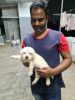 Labrador Retriever Male puppy for Sales