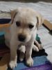 Golden labrador puppy for sale