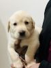 Labrador available for sell