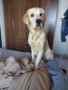 Labrador and golden retriever mix 8 months puppy