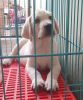 Pure breed, heavy bone, champion son labrador puppy for sale