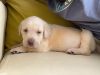 Lab retriever puppy 45 days old sell in pune