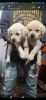 Labradors male and female puppies