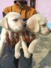 Labrador retriever puppies sale in Bangalore for cheap price