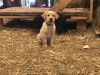 AKC Labrador Retriever Puppies for Sale