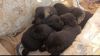 Labrador Retriever black puppies, males and female