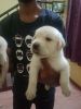 Cute purebred Lab puppies for sale