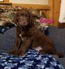 Chocolate lab/ mixed breed puppies